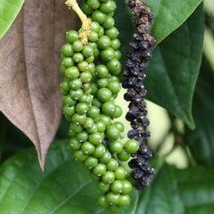 Black Pepper