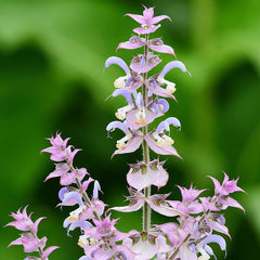 Clary Sage