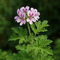 Geranium