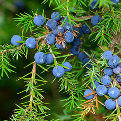 Juniper Berry