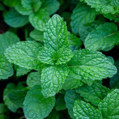 Peppermint