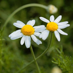 Roman Chamomile